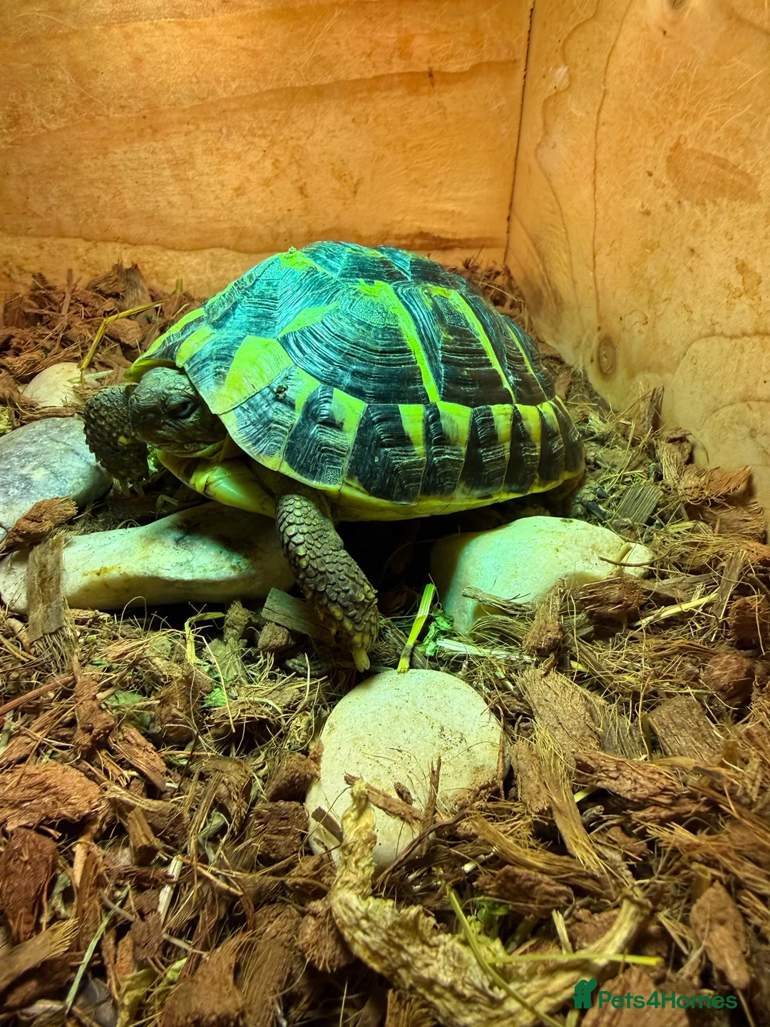 Hermann Tortoise reptiles for sale: Western dwarf Tortoise - Advert 5