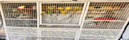 Budgerigars birds for sale: 14 Breeding Budgies, Cage, Food, Toys & Nest Boxes - Advert 4
