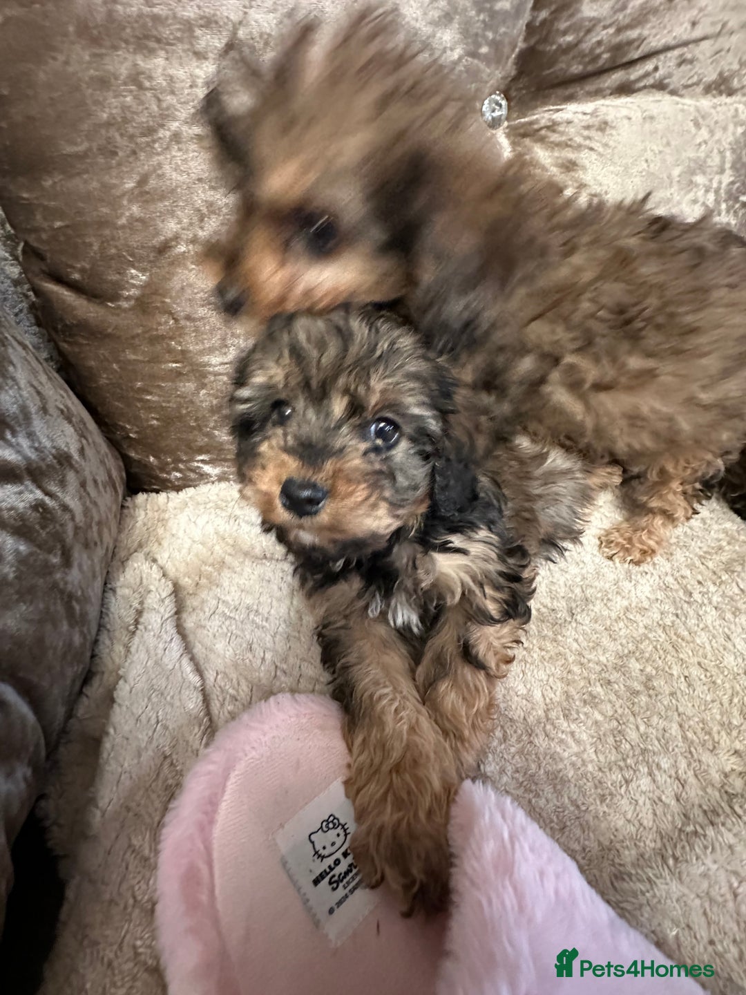 Cockapoo dogs for sale: Cockapoo puppies ready now  - Advert 23