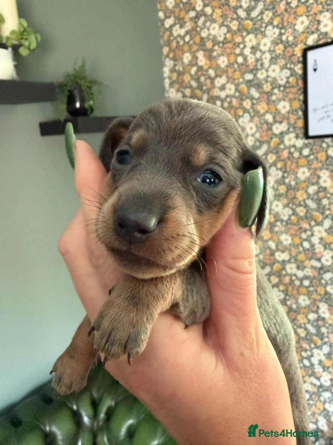 Dachshund dogs for sale: Midi Dachshunds **Rare Isabella colouring***  in Pontefract - Advert 6