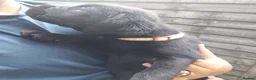 Labrador Retriever dogs for sale: Beautiful Labrador puppies  - Advert 11