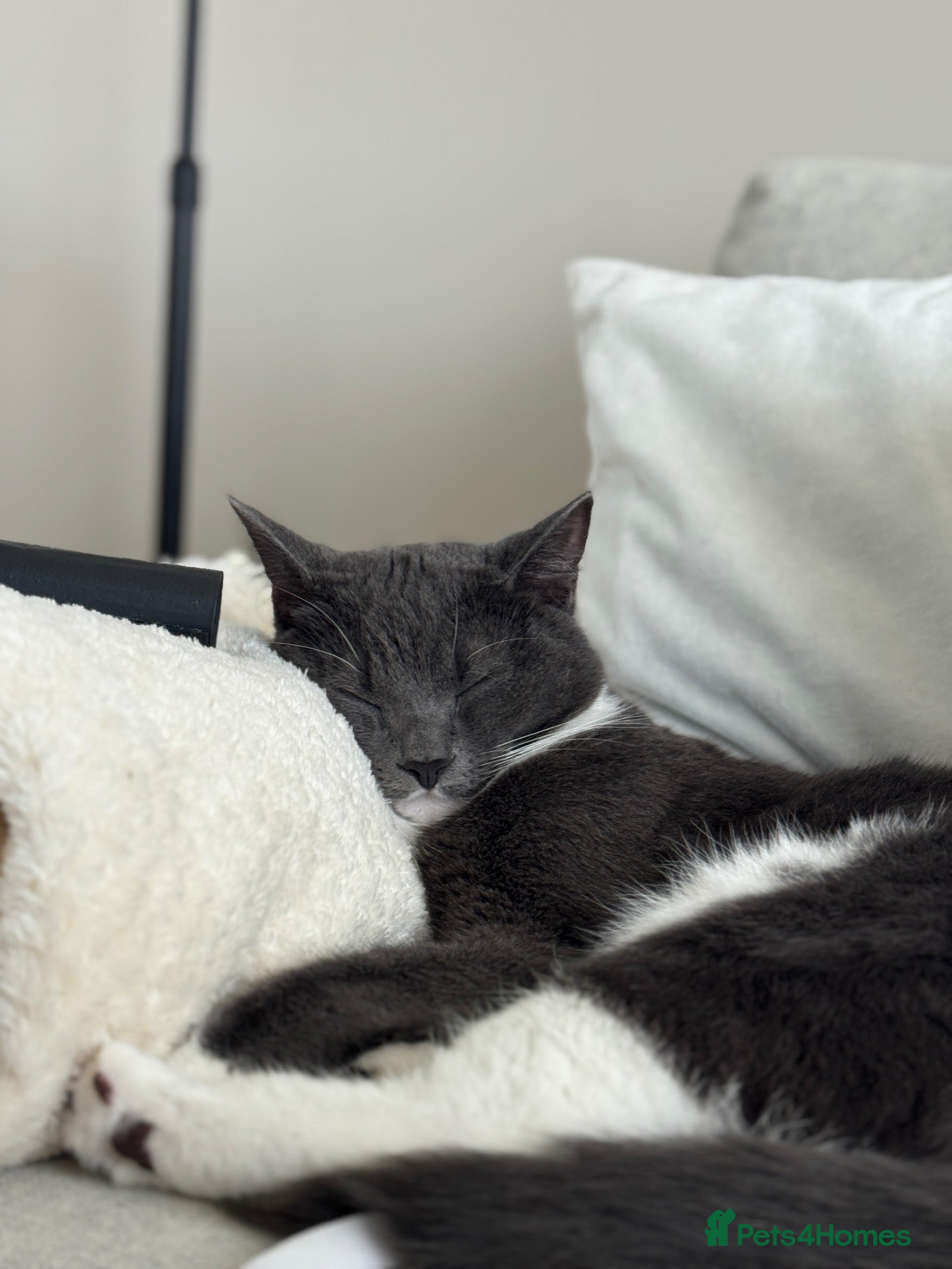 Mixed Breed cats for sale: Loving Grey Tabby Cat Looking for His Forever Home - Advert 1