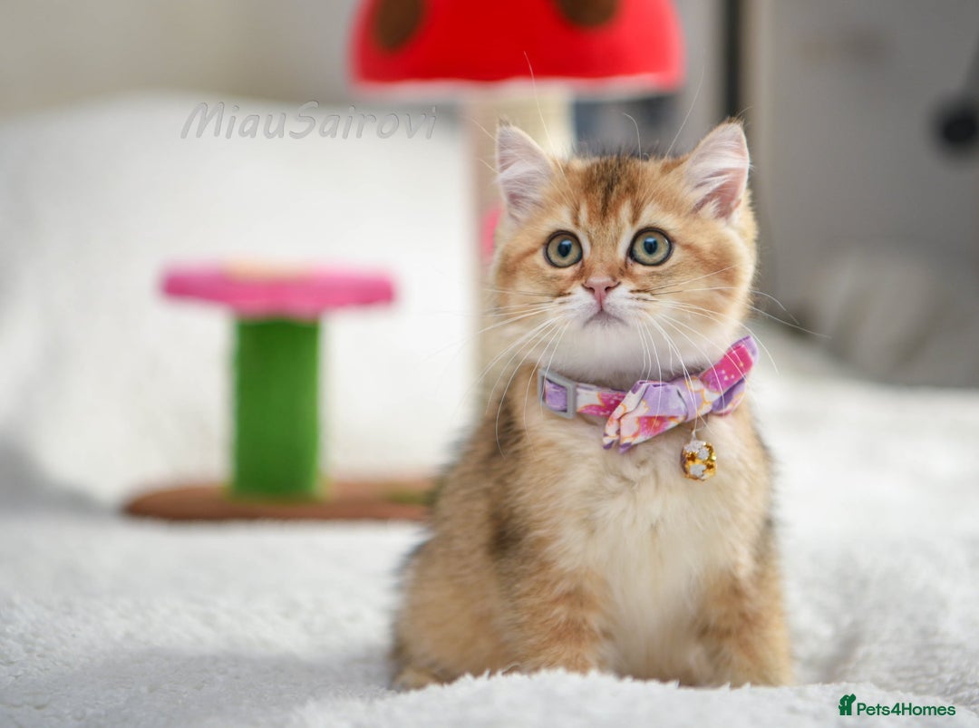 British Shorthair cats for sale: British shorthair kittens Champion parents  - Image 33
