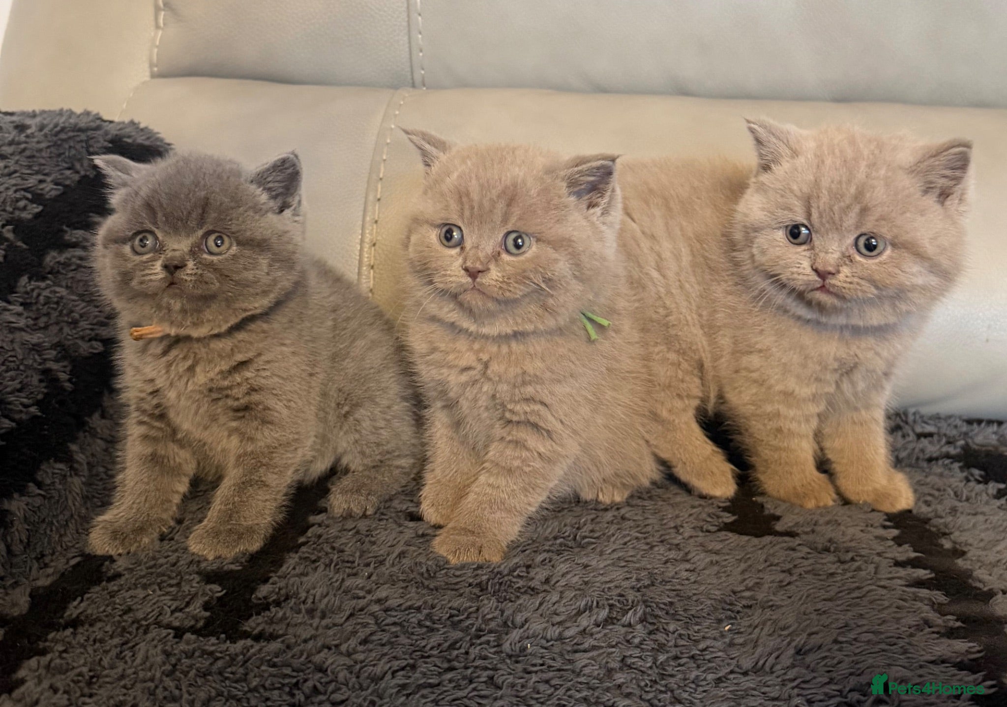 British Shorthair cats British blue shorthair  - Advert 1