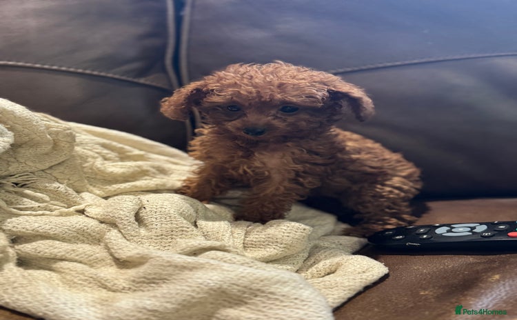 Toy Poodle dogs - Advert 10