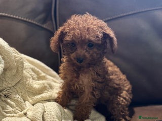 Toy Poodle dogs - Advert 2