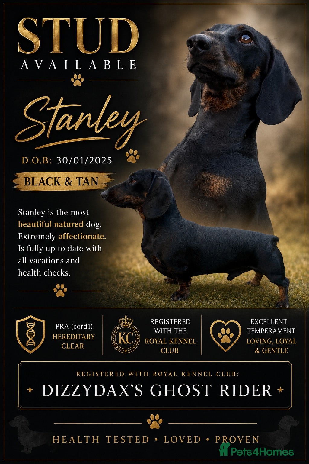 Miniature Dachshund dogs “Stan the man” Miniature Dachshund for stud.  - Advert 1