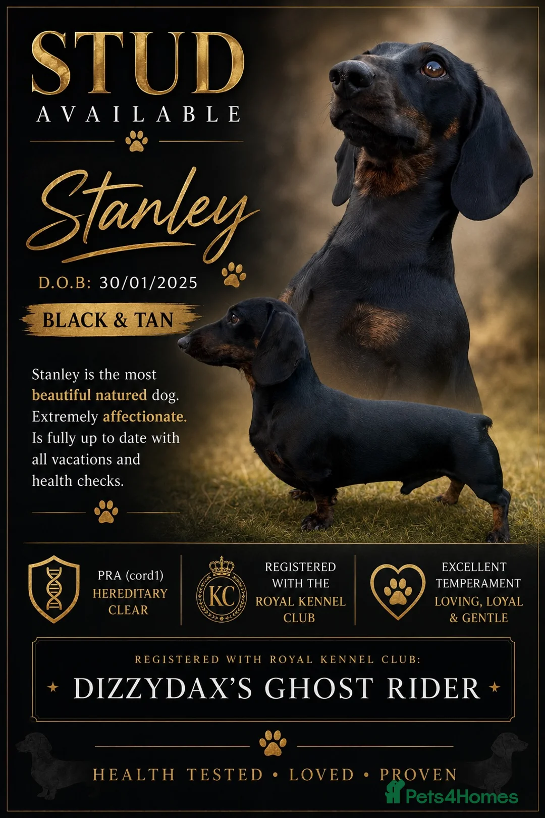 Miniature Dachshund dogs for stud: “Stan the man” Miniature Dachshund for stud.  in Launceston - Advert 1