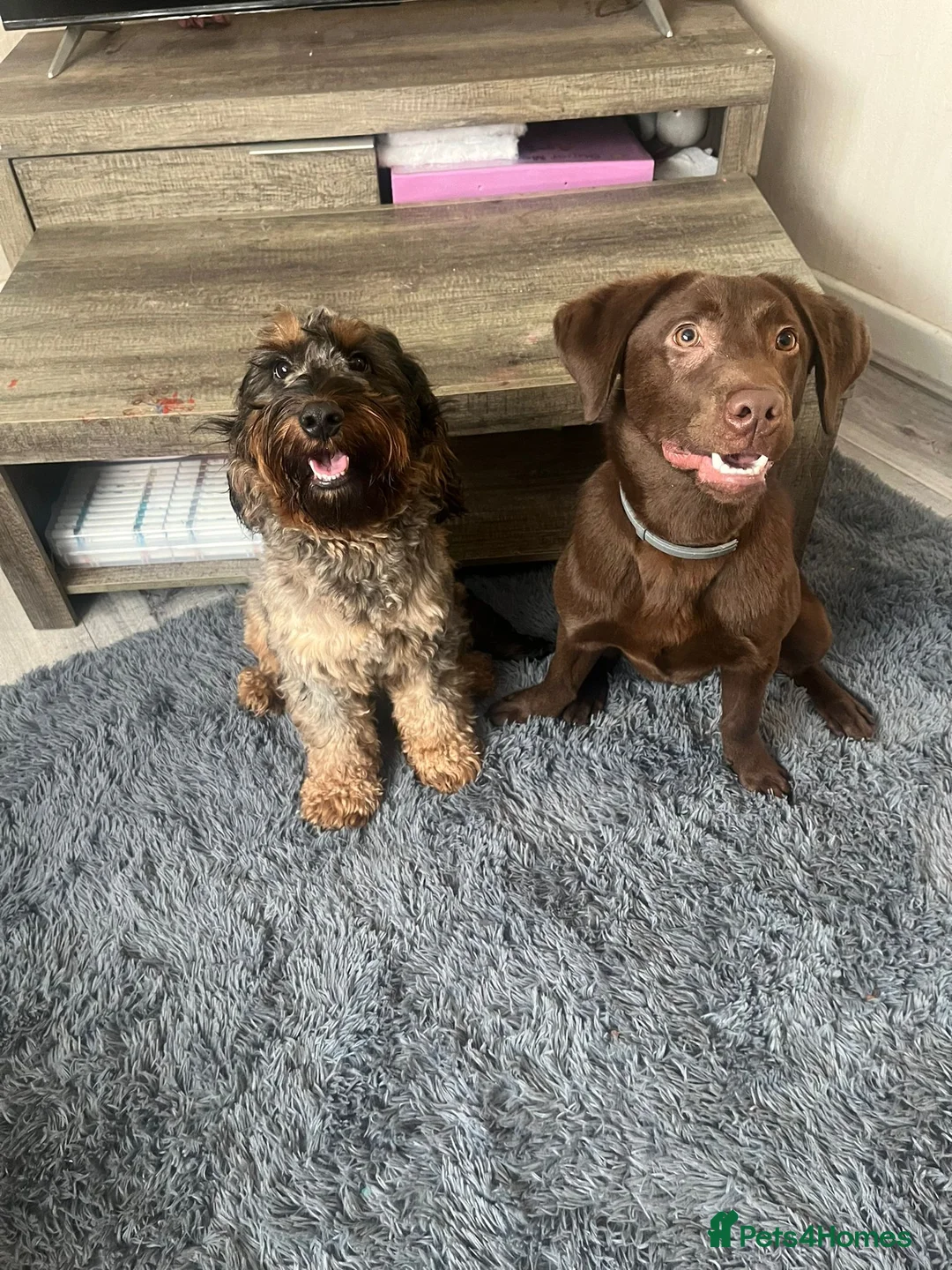 Labrador Retriever dogs for sale: Chocolate Labrador 7/8 Months in Cardiff - Advert 6