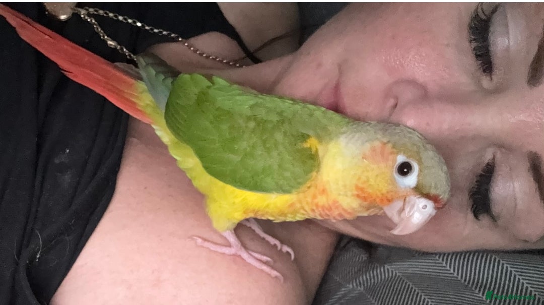 Conures birds for sale: Hand rear baby conures  - Image 11
