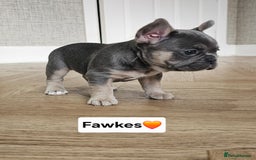 French Bulldog dogs for sale: French bulldog pups  - Image 10