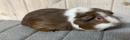 Guinea Pig rodents for sale: Baby boars, sows and a adult boar available  - Advert 7