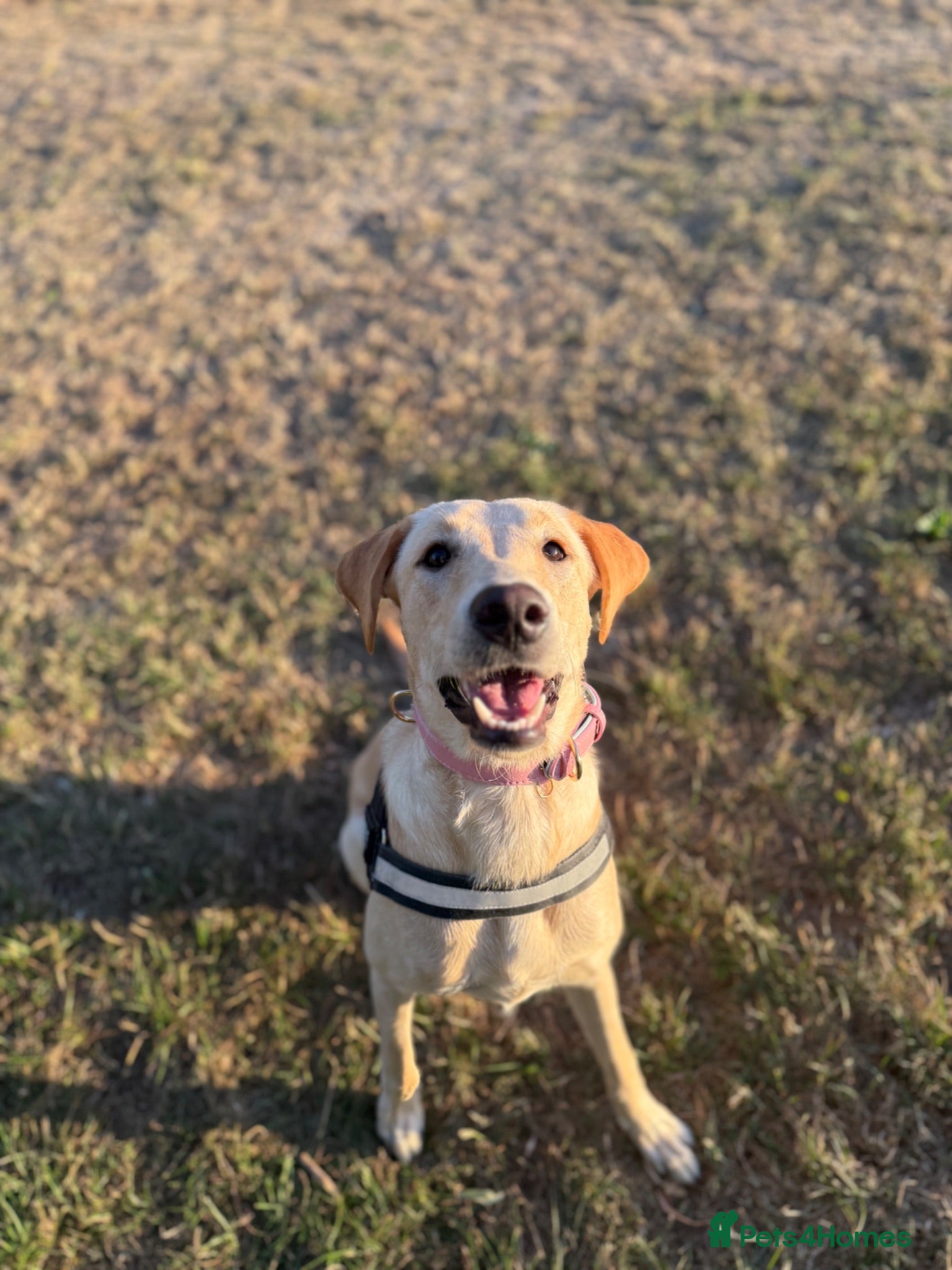 Mixed Breed dogs Meet Mabel 🐾 - Advert 7