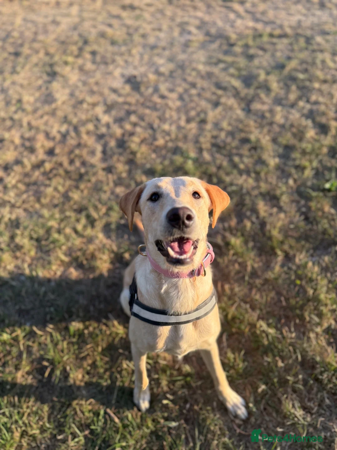 Mixed Breed dogs for sale: Meet Mabel 🐾 - Advert 1