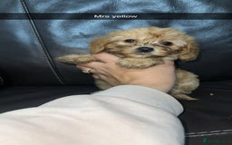 Cockapoo dogs for sale: Miniature cockapoo puppies - Image 14