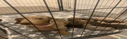 Miniature Dachshund dogs for sale: Blue Isabella dapple and Isabella and tan girls  in Walsall - Advert 1