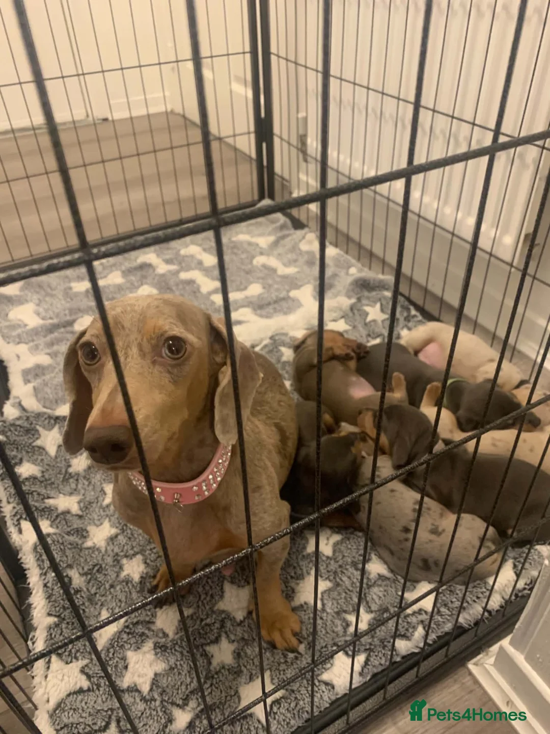 Miniature Dachshund dogs for sale: Blue Isabella dapple and Isabella and tan girls  in Walsall - Advert 1