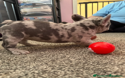 French Bulldog dogs for sale: Charming selection of French Bulldog Puppies - Image 17