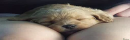 Mixed Breed dogs for sale: Beautiful pups mixed breed - Advert 20