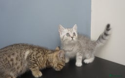 British Shorthair cats for sale: STUNNING British Shorthair Kittens Silver Tabbies - Image 18