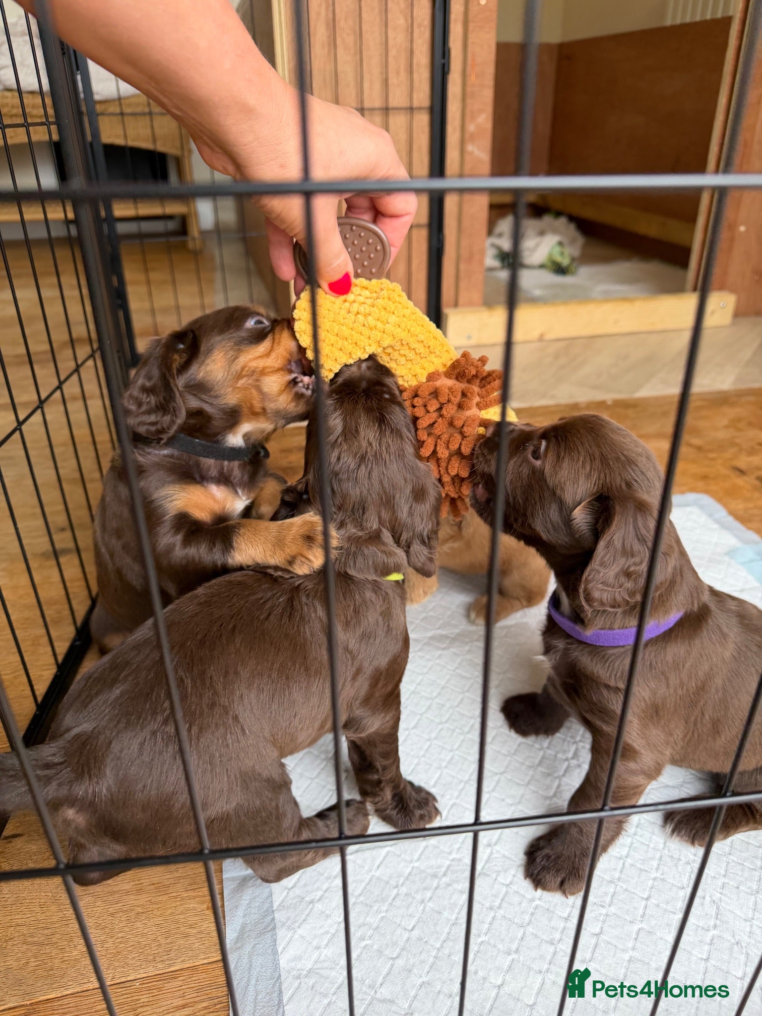 Cocker Spaniel dogs Stunning pedigree working cocker spaniel puppies  - Advert 2