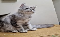 Maine Coon cats for sale: 🍁🍂Good females🏡🎯📣 - Image 2