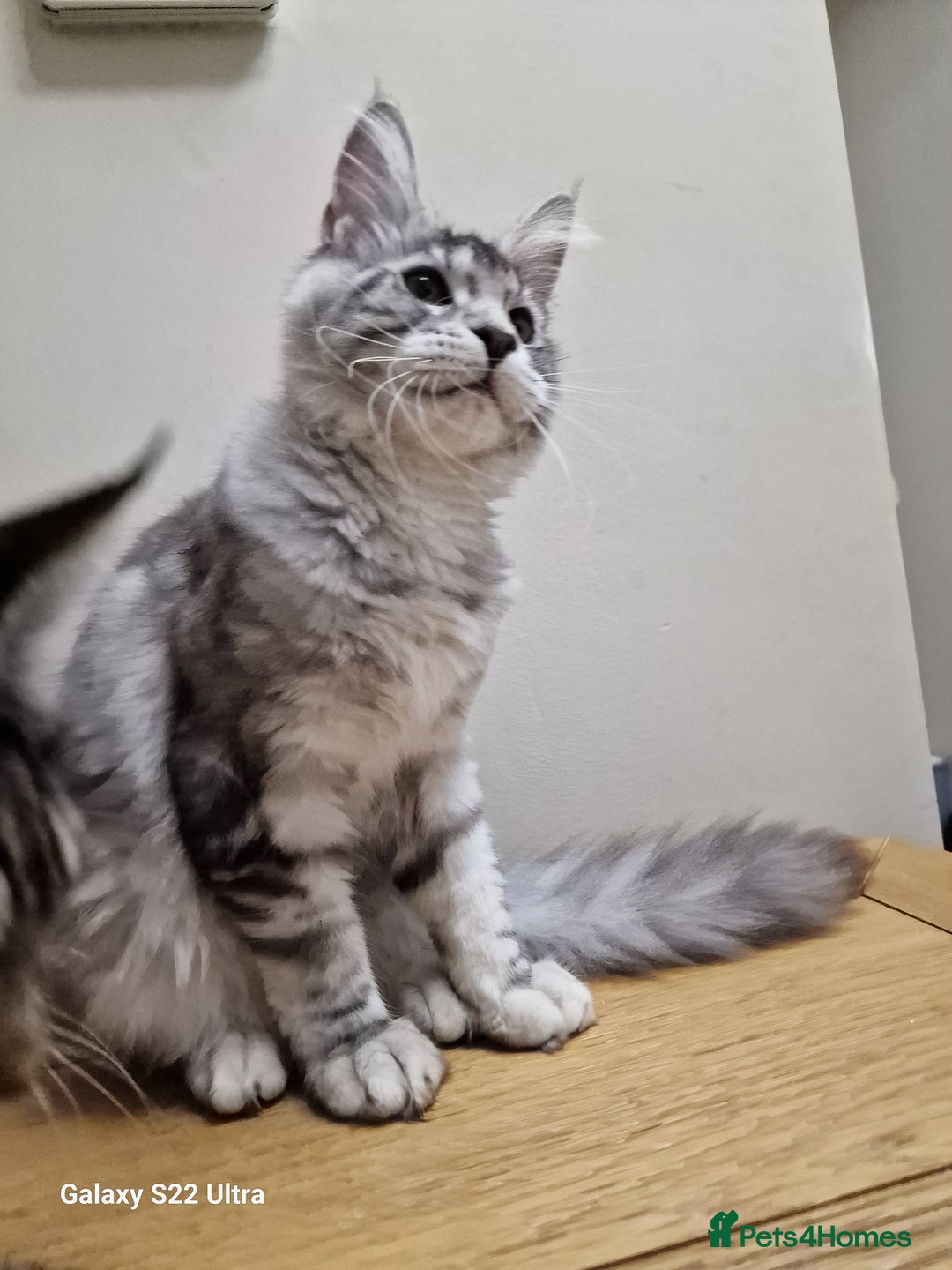 Maine Coon cats for sale: 🍁🍂Good females🏡🎯📣 - Image 2