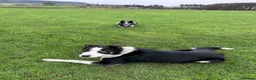 Border Collie dogs for sale: Todd - 4 yr Old Border Collie in Northallerton - Advert 6