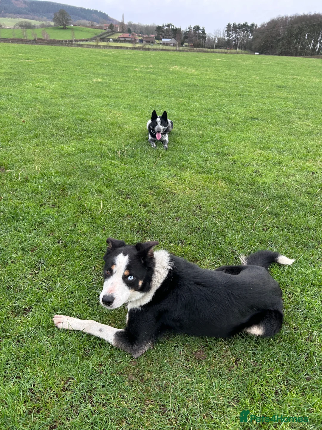 Border Collie dogs for sale: Todd - 4 yr Old Border Collie in Northallerton - Advert 6