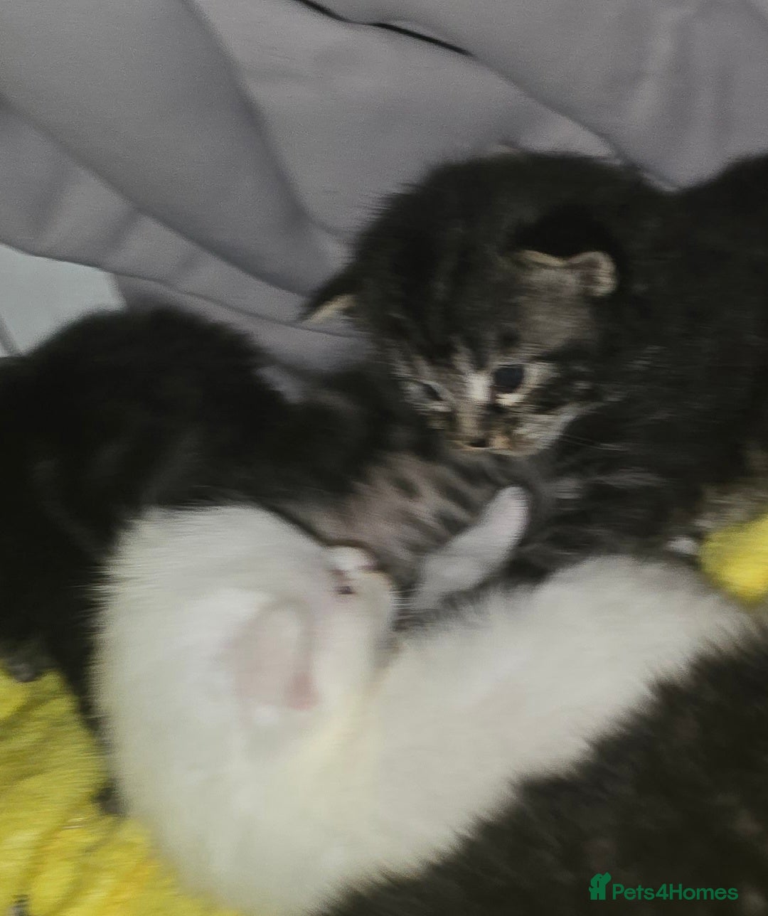 Maine Coon cats for sale: Maincoone  - Image 5