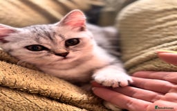 British Shorthair cats for sale: ✨LAST KITTEN LEFT✨OPEN TO OFFERS FOR RIGHT HOME✨ - Image 32