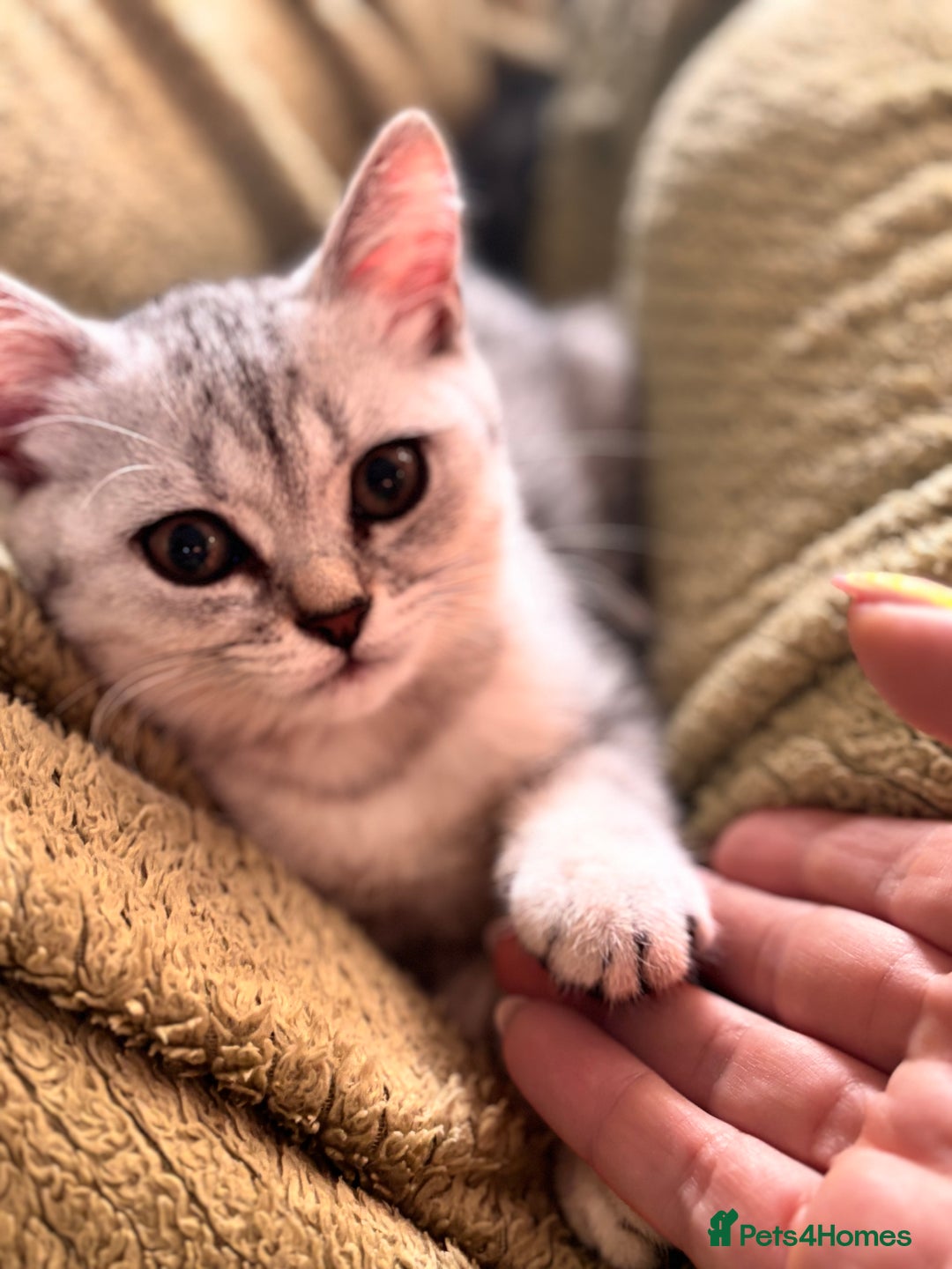 British Shorthair cats for sale: ✨LAST KITTEN LEFT✨OPEN TO OFFERS FOR RIGHT HOME✨ - Image 32