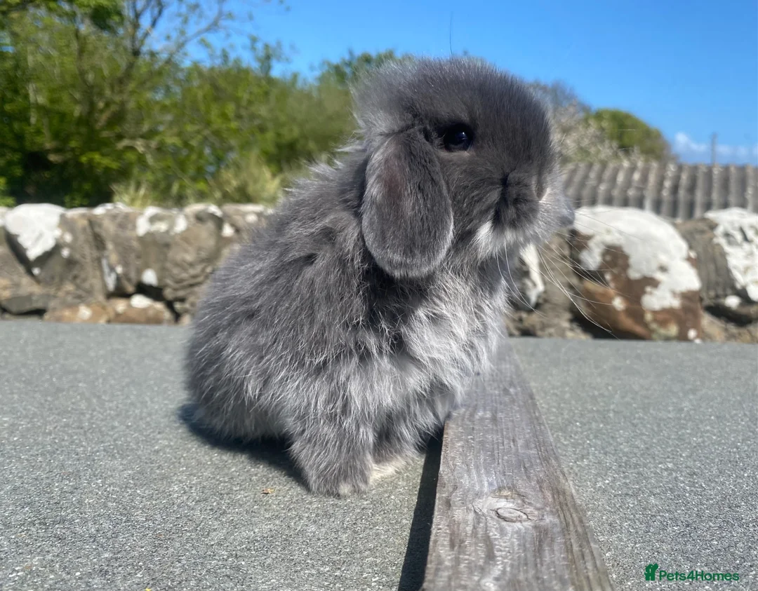 Mini Lop rabbits for sale: Baby mini lop for sale (male) in Stranraer - Advert 2