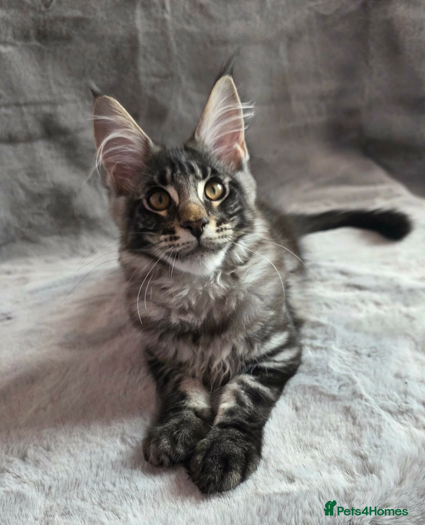 Maine Coon cats 🌟Ready now🏡 XL GCCF Registered Maine Coon kitten - Advert 15