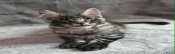 Maine Coon cats for sale: 🌟Ready now🏡 XL GCCF Registered Maine Coon kitten - Advert 1