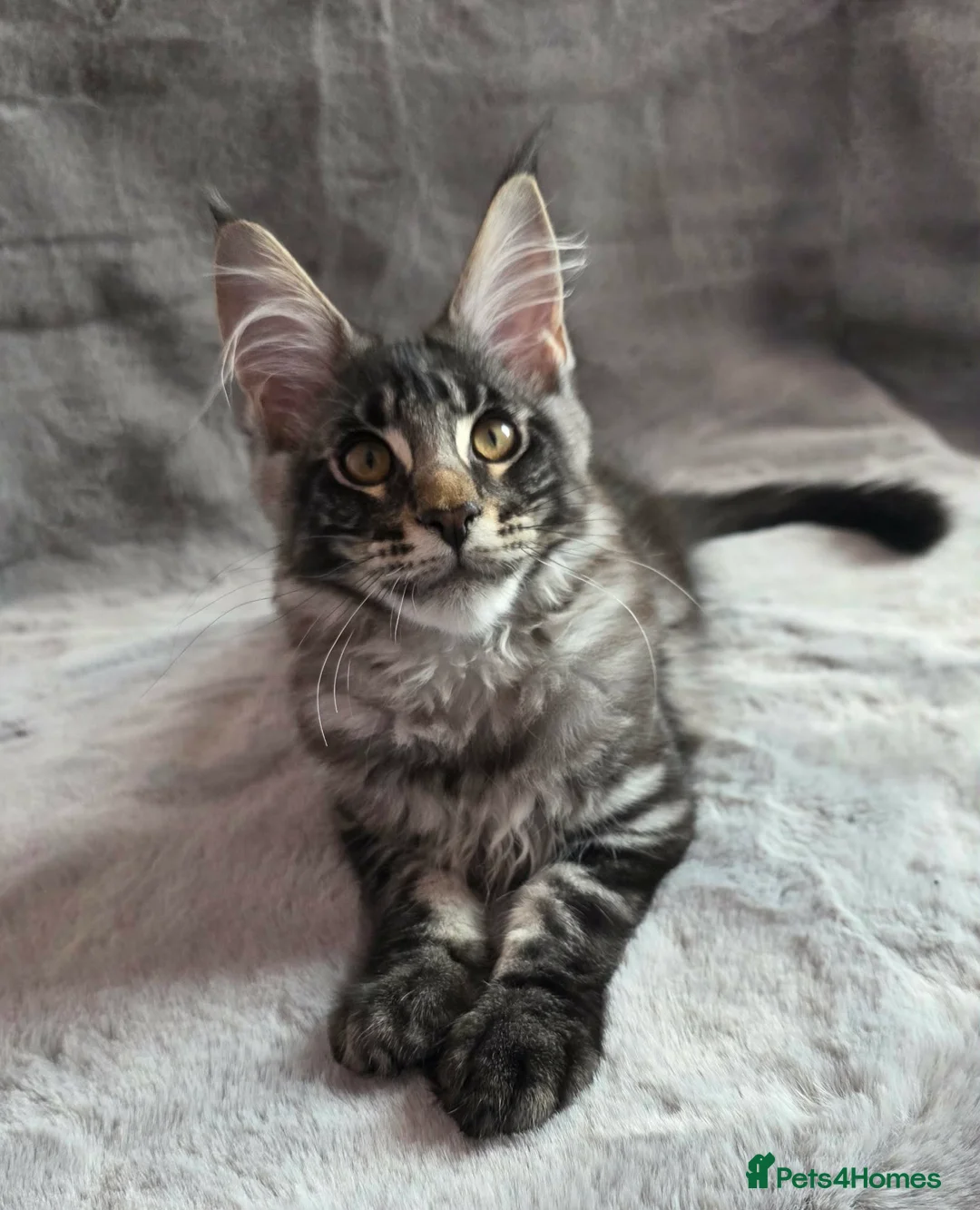 Maine Coon cats for sale: 🌟Ready now🏡 XL GCCF Registered Maine Coon kitten - Advert 1
