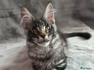 Maine Coon cats 🌟Ready now🏡 XL GCCF Registered Maine Coon kitten - Advert 1