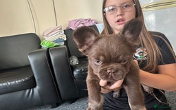 French Bulldog dogs for sale: Nice French puppies  - Image 9