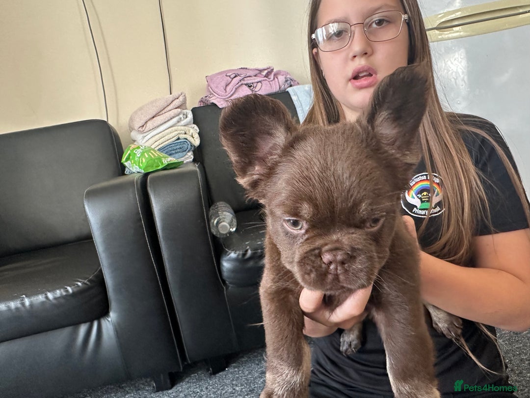 French Bulldog dogs for sale: Nice French puppies  - Image 9