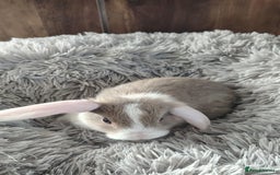 Mini Lop rabbits for sale: Beautiful Mini Lop Babies - 6 to choose from  - Image 9