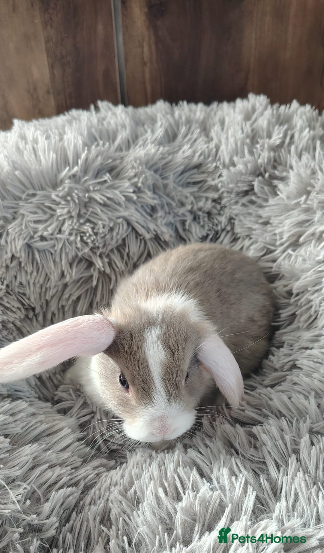 Mini Lop rabbits for sale: Beautiful Mini Lop Babies - 6 to choose from  - Image 9