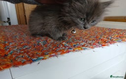 Mixed Breed cats for sale: 3 [remaining] girl kittens looking for new homes - Image 20