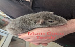 Guinea Pig rodents for sale: Stunning baby guinea pigs! Lunkarya/Abyssinian/sh  - Image 18