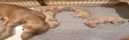 Weimaraner dogs for sale: Wonderful KC Reg Weimaraner Puppies x 6  - Advert 12