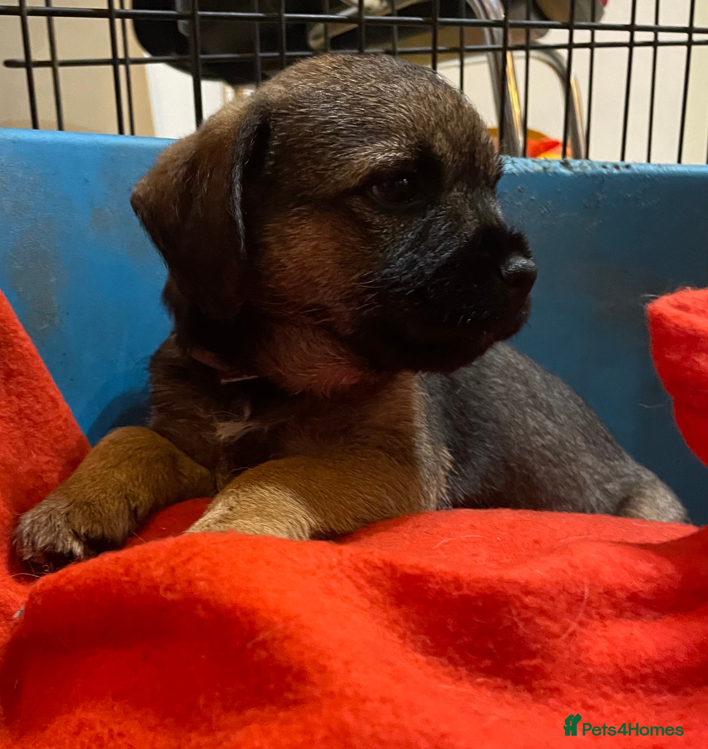 Border Terrier dogs Border terrier puppies  - Advert 3