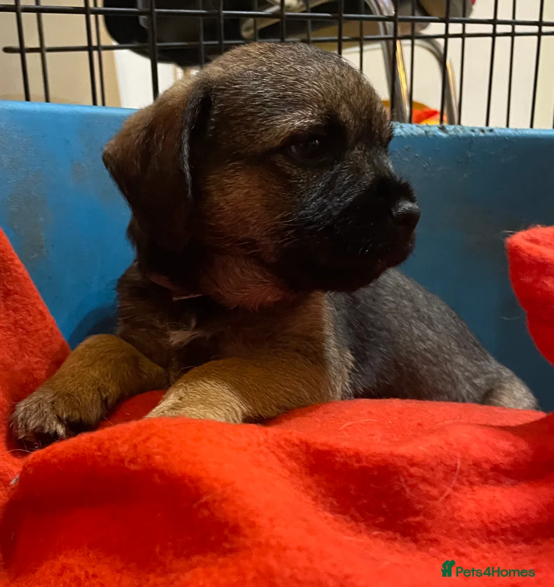 Border Terrier dogs for sale: Border terrier puppies  - Advert 1