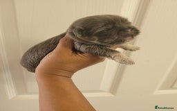 Shih Tzu dogs for sale: Adorable Tiny Imperial ShihTzu  - Image 20