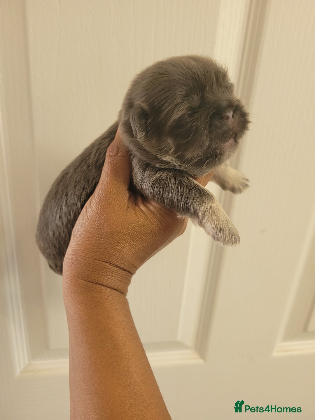 Shih Tzu dogs for sale: Adorable Tiny Imperial ShihTzu  - Image 20