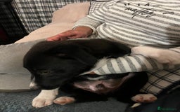 Border Collie dogs for sale: Collie x kelpie pups  - Image 9