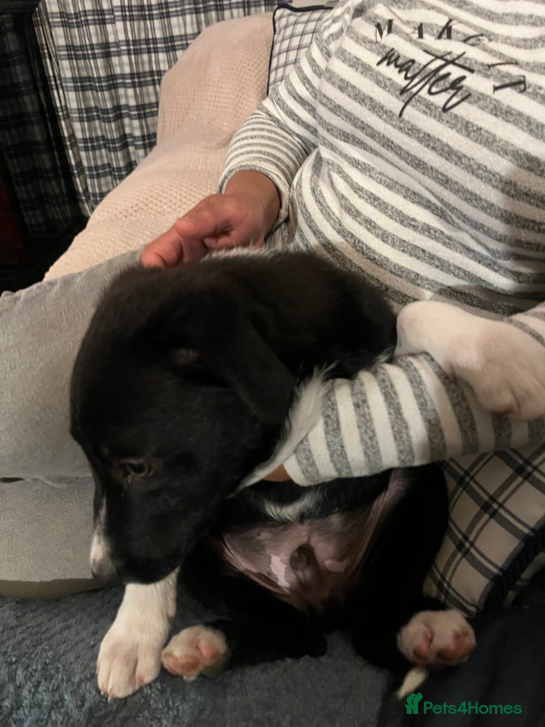 Border Collie dogs for sale: Collie x kelpie pups  - Image 9